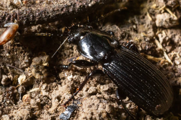 istock summertime macro photos in europe black beetle crawling on forest soil 1406662080