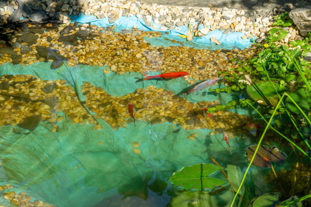 peces en el jardín acuático - forest pond landscaped water fotografías e imágenes de stock