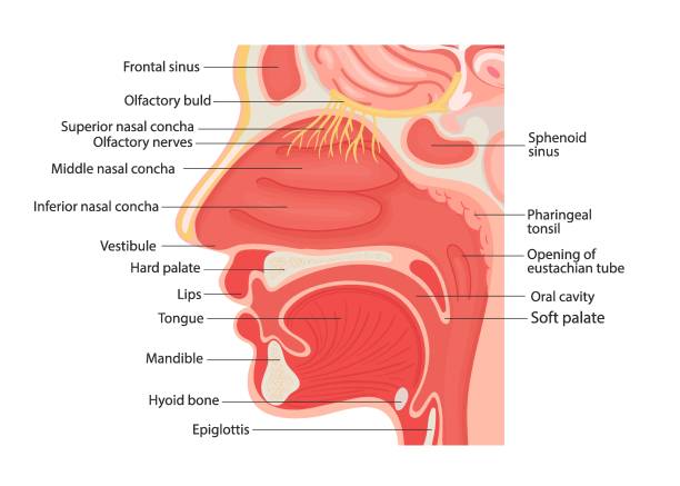 Illustration of the anatomy of the human larynx and internal pharynx, close up. Illustration of the anatomy of the human larynx and internal pharynx, close up. human nose stock illustrations