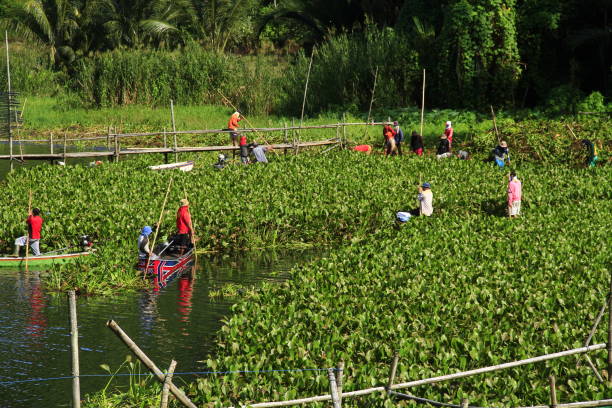 istock Water hyacinth in Lake Tondano 1406665240