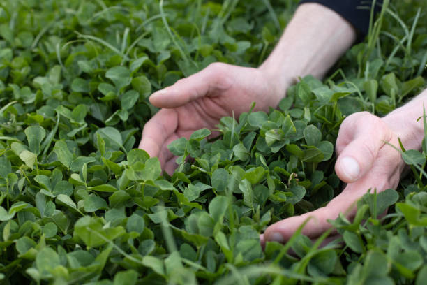 istock Mans hands touching fresh green clover. Farming. 1406665749