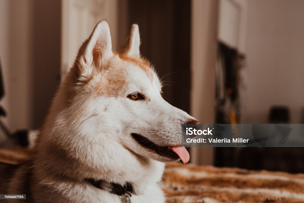 Siberian husky dog looking with sticking tongue out Cute Siberian husky dog looking with sticking tongue out lying down on a brown blanket Husky Dog Stock Photo