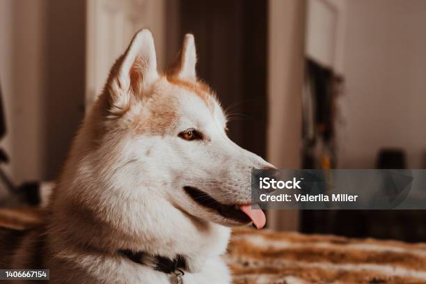 Siberian Husky Dog Looking With Sticking Tongue Out Stock Photo - Download Image Now