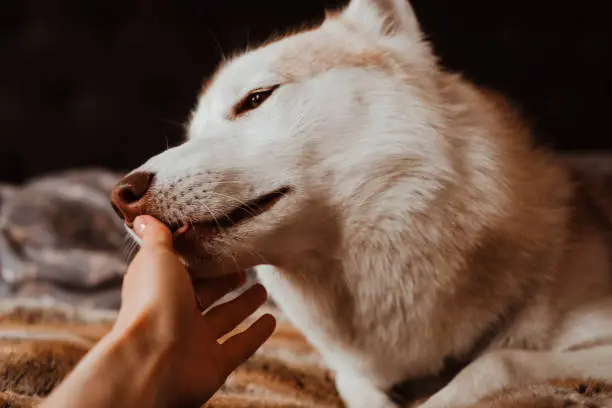 Photo of Adorable Siberian husky dog licking its owner's hand
