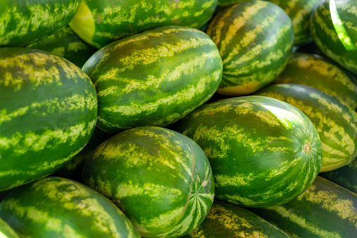 Close up of a pile of beautiful delicious green watermelons on the market bench or counter. Agricultural background concept.