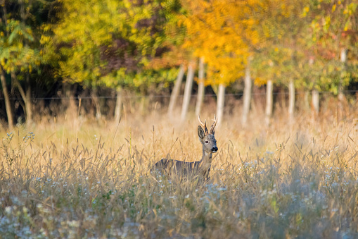 One deer (Dama Dama) in the forests of Romania in autumn time.