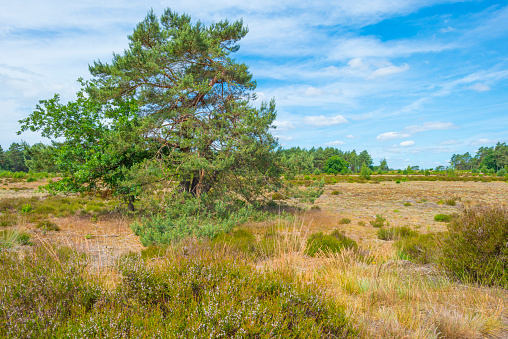 Heather and trees in glade in a forest in bright sunlight in springtime, Voorthuizen, Barneveld, Gelderland, The Netherlands, June, 2022