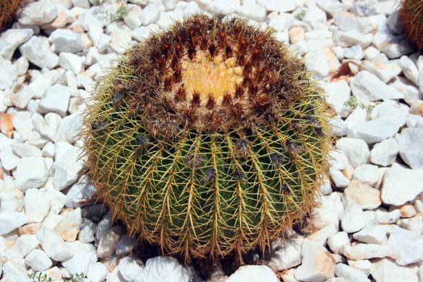 istock Golden barrel cactus, or Echinocactus grusonii on white gravel 1406668754