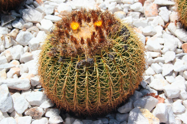 istock Golden barrel cactus, or Echinocactus grusonii on white gravel 1406668791