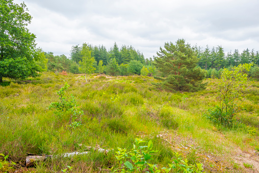 Heather and trees in glade in a forest in bright sunlight in springtime, Voorthuizen, Barneveld, Gelderland, The Netherlands, June, 2022