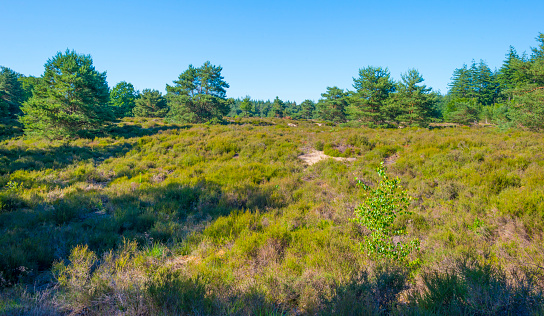 Heather and trees in glade in a forest in bright sunlight in springtime, Voorthuizen, Barneveld, Gelderland, The Netherlands, June, 2022