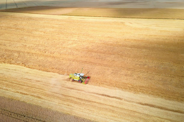 istock Harvester combine working in the field 1406669836