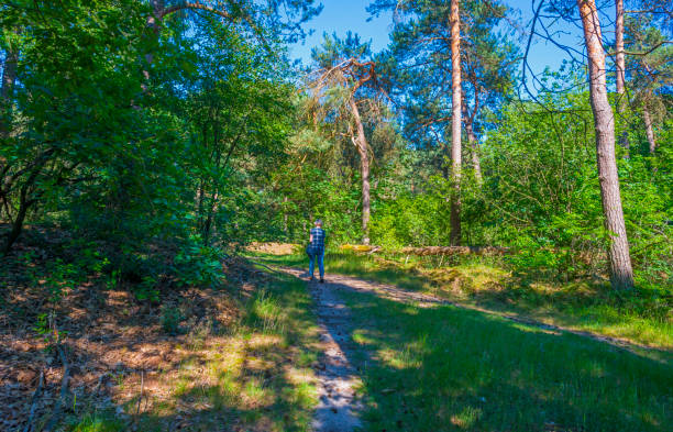 istock Trees in a green lush forest in bright sunlight and shadow in springtime 1406669917