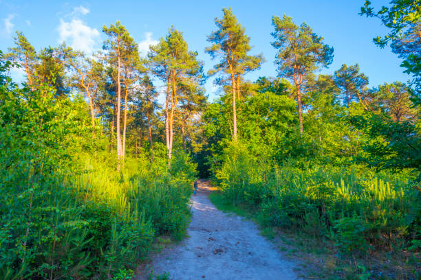 istock Trees in a green lush forest in bright sunlight and shadow in springtime 1406670138