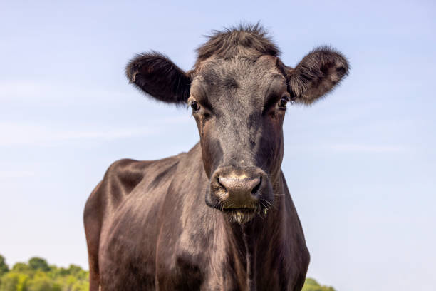 istock Black cow beauty, medium shot front view blue background, shiny and handsome 1406670142