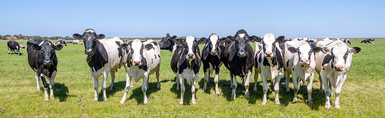 Herd cows standing upright on the edge of a green meadow in a pasture, a panoramic wide view