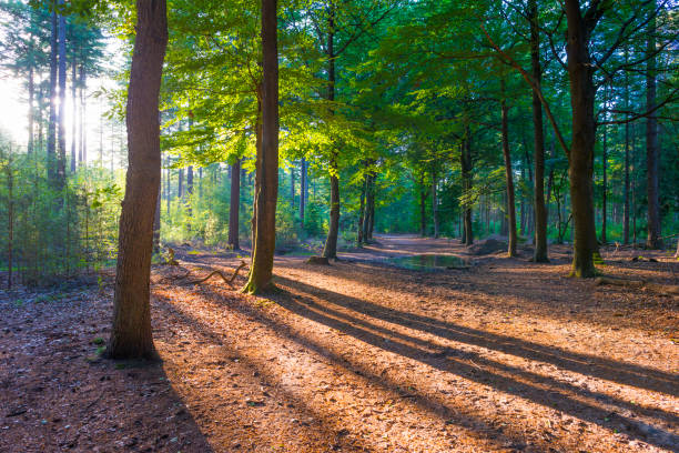 istock Trees in a green lush forest in bright sunlight and shadow in springtime 1406670273