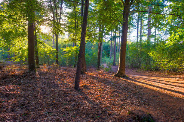 istock Trees in a green lush forest in bright sunlight and shadow in springtime 1406670291