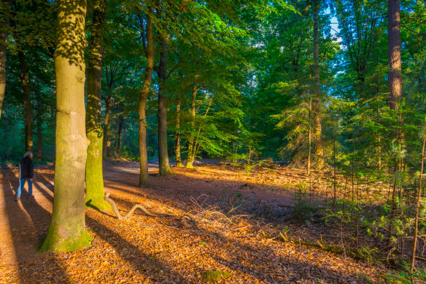 Trees in a green lush forest in bright sunlight and shadow in springtime, Voorthuizen, Barneveld, Gelderland, The Netherlands, June, 2022