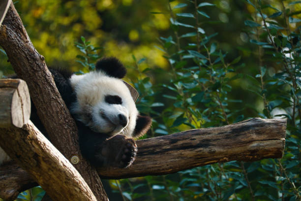 istock Giant panda lying on tree trunks in the high. Endangered mammal from China. Nature 1406672231