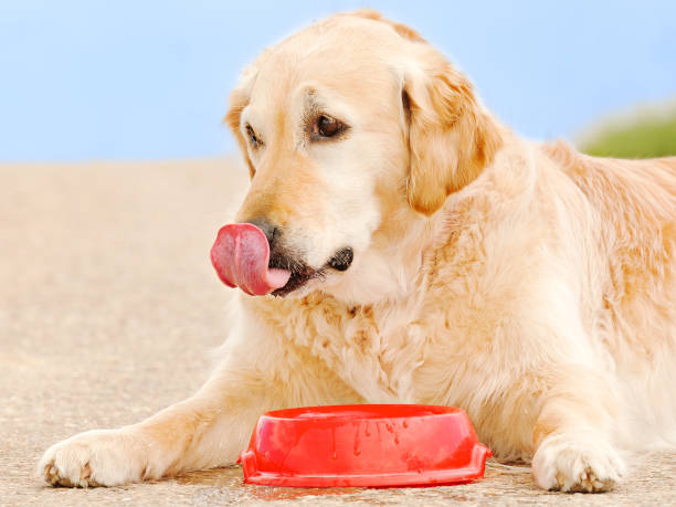 istock Golden Retriever drinking water outdoor 1406672305
