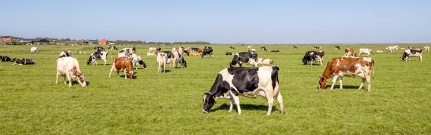 Cows grazing in field, quietly and happy, a blue sky and a panoramic wide view