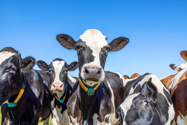istock Cows close together in a group friendly looking and a blue sky 1406672417