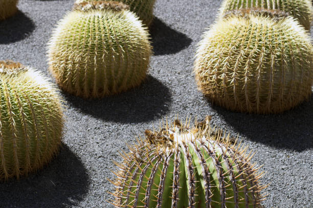istock Cactus garden, Lanzarote, Canary Islands, Spain. 1406672503