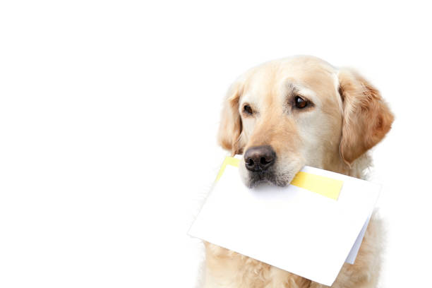 istock Golden Retriever with post envelopes on white background , Copy Space 1406673654