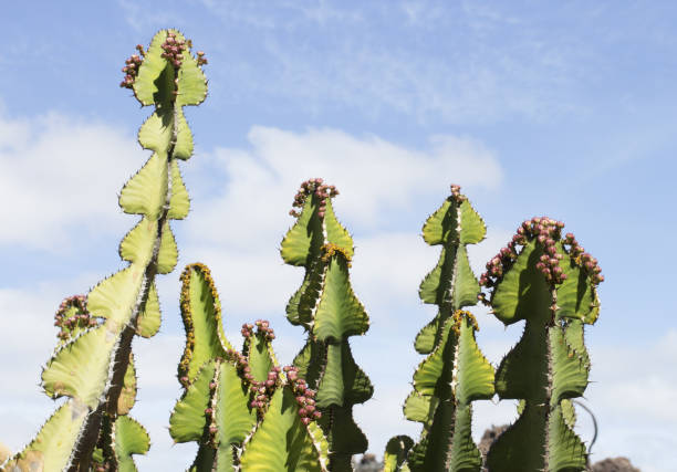 istock Cactus garden, Lanzarote, Canary Islands, Spain. 1406674472