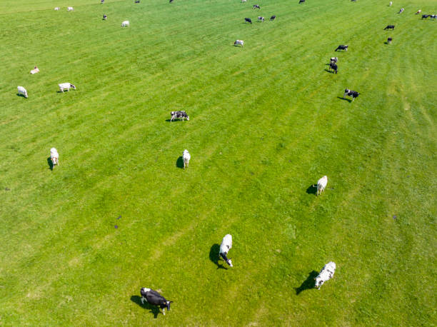 Cows in a green pasture during springtime seen from above Group of cows in a green meadow seen from above during a beautiful springtime day. calf ranch field pasture stock pictures, royalty-free photos & images