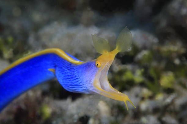 istock Ribbon eel - Rhinoureana quasita 1406674495
