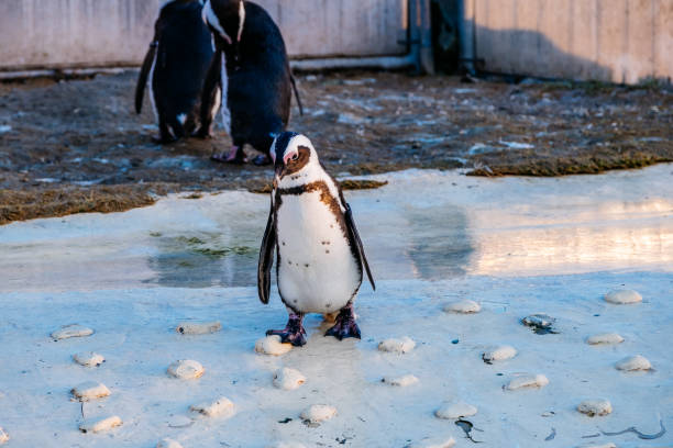istock Full Length Of A Penguin In Water 1406674801