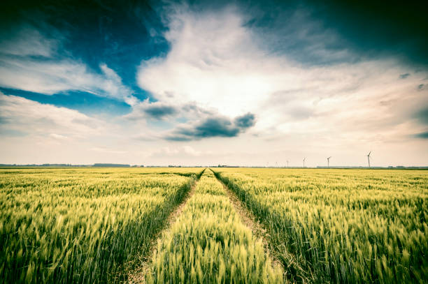Green wheat ears in an agricultural field during late spring with a cloudy sky above in Flevoland, Netherlands.