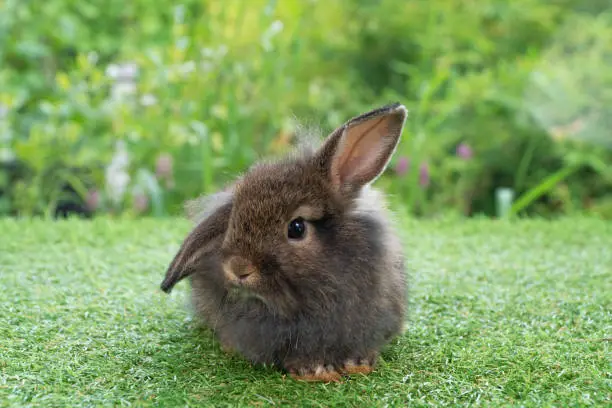 Adorable fluffy bunny rabbit sitting on green grass over natural background. Furry cute wild-animal single at outdoor. Lovely fur baby rabbit bunny on meadow. Easter animal concept.