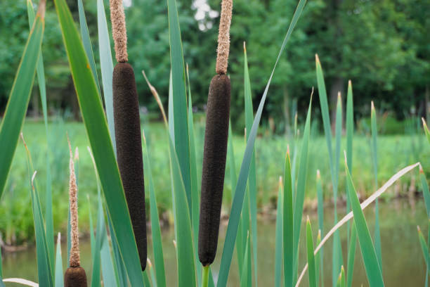 istock Green reed in the swamp close-up. 1406676387