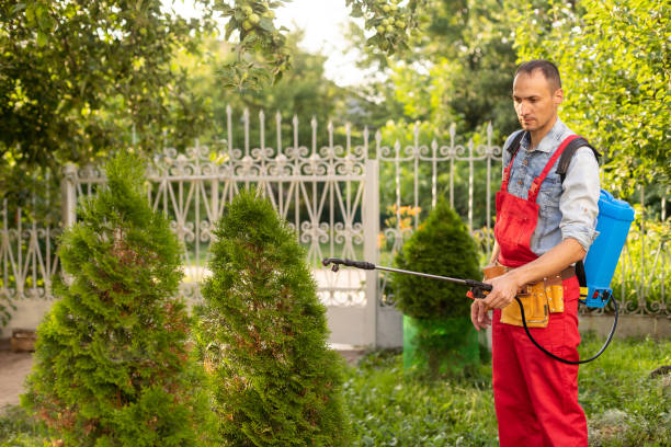 istock Gardener applying insecticide fertilizer to his thuja using a sprayer. 1406676684