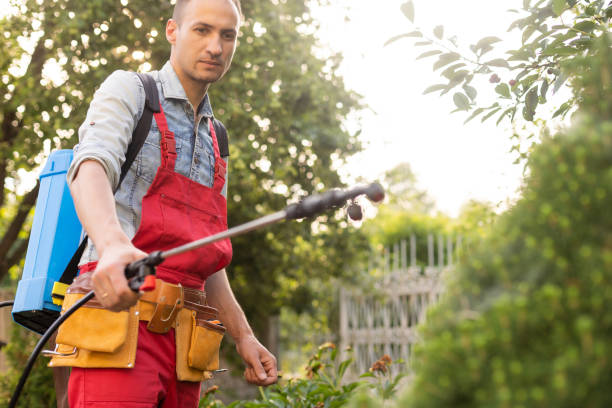 istock Gardener applying insecticide fertilizer to his thuja using a sprayer 1406676713