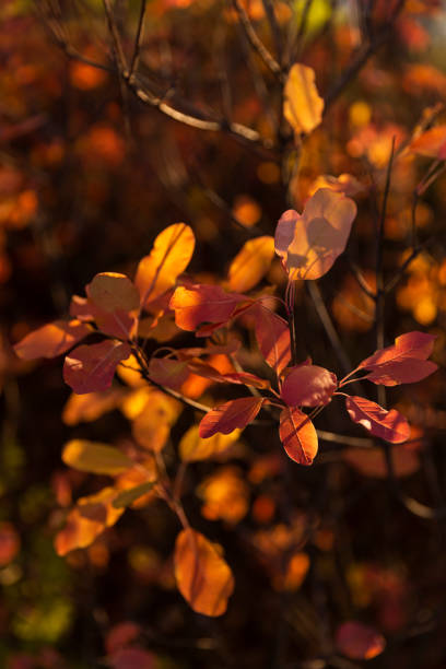 istock Autumn in the park 1406677087