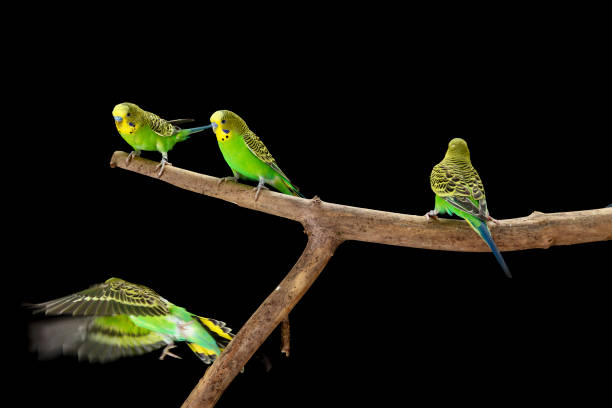 istock Green Budgerigars Australian Parakeets 1406678215