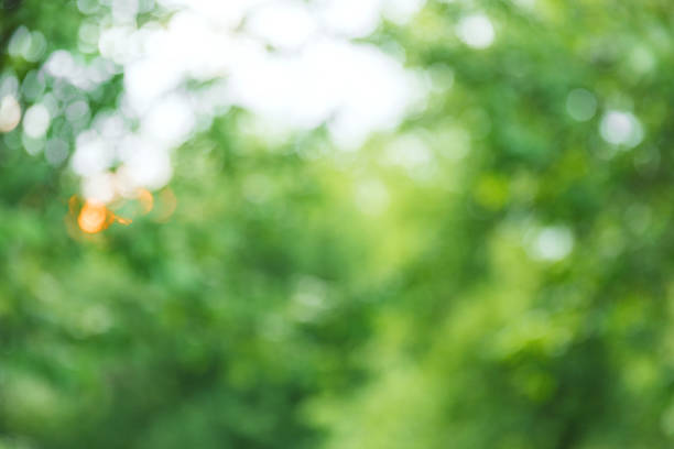 istock Green tree leaves on blurred background with beautiful bokeh and copy space 1406678464