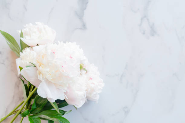 istock Flower composition. Pink peony flowers on white marble background. Flat lay. Top view with copy space. Mothers day or wedding background. Festive concept. Mockup 1406678728