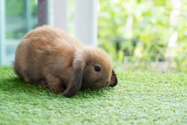 Adorable fluffy bunny rabbit sitting on green grass over natural background. Furry cute wild-animal single at outdoor. Lovely fur baby rabbit bunny on meadow. Easter animal concept.