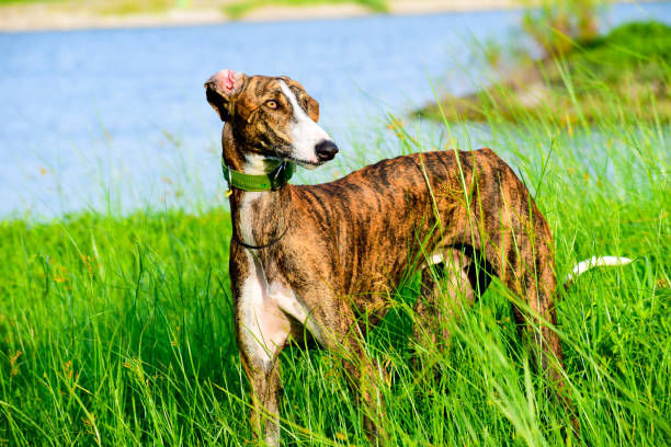 istock A beautiful happy dog 1406679133