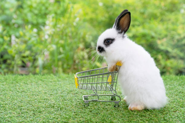 istock Adorable baby rabbit white black pushing empty yellow shopping basket cart while walking on green grass over nature background. Easter holiday bunny animal and shop online concept. 1406679284