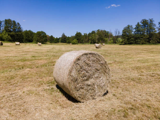 Many bales of hay on the field Many bales of hay on the field tiefenbach stock pictures, royalty-free photos & images