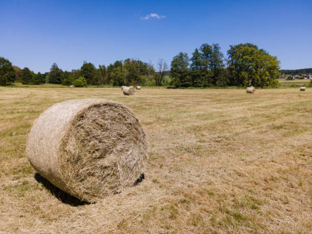Many bales of hay on the field Many bales of hay on the field tiefenbach stock pictures, royalty-free photos & images