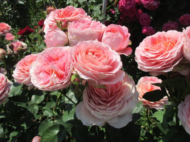 istock Beautiful rose flower with bright pink color 1406680605