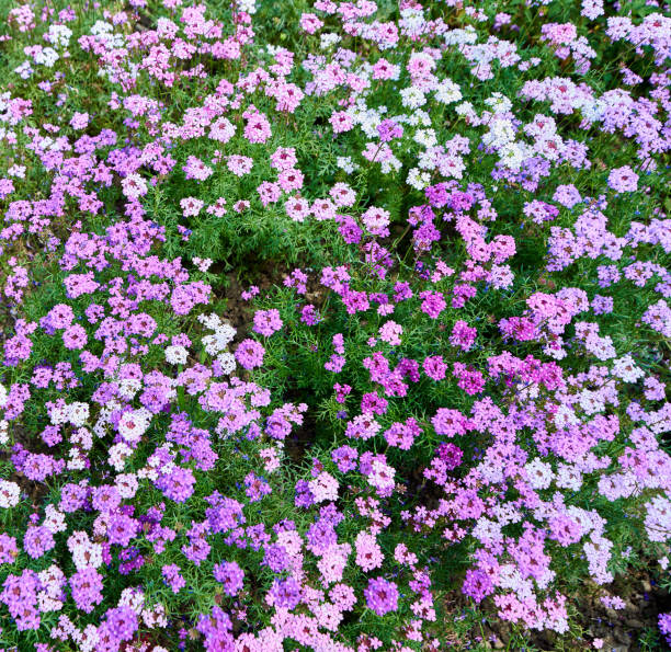Small wildflowers blooming in spring
