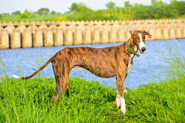 istock A beautiful happy dog 1406680823